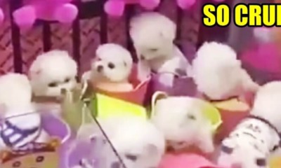 Poor Puppies As Prize Gifts Inside A Claw Machine - WORLD OF BUZZ