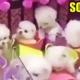 Poor Puppies As Prize Gifts Inside A Claw Machine - WORLD OF BUZZ