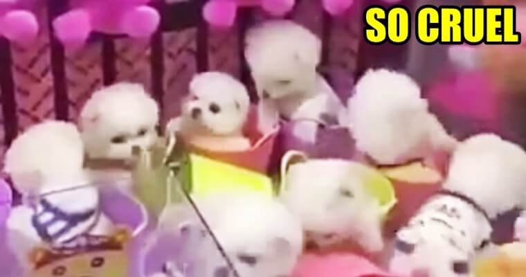 Poor Puppies As Prize Gifts Inside A Claw Machine - WORLD OF BUZZ