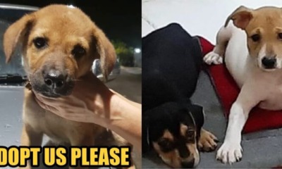 Puppies Adoption Drive at Citta Mall TODAY - WORLD OF BUZZ 2