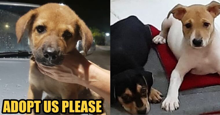 Puppies Adoption Drive at Citta Mall TODAY - WORLD OF BUZZ 2