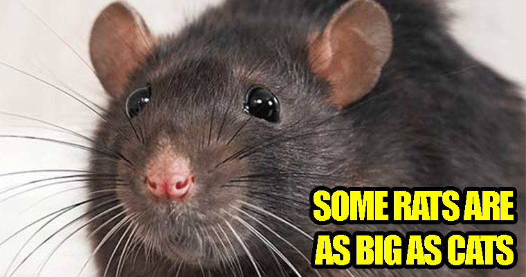 Rats Wanted! RM3 Will Be Rewarded for Every Rat Caught - WORLD OF BUZZ