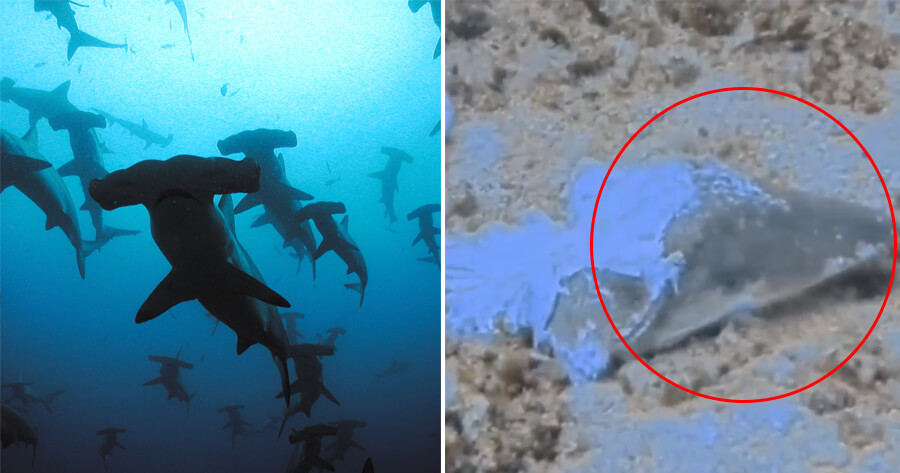 Slaughtered Sipadan Hammerhead Sharks in Sabah Shockingly Found by Foreign Diver - WORLD OF BUZZ