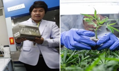 This University in Thailand Just Started A Marijuana Research Institute - WORLD OF BUZZ 3