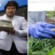 This University in Thailand Just Started A Marijuana Research Institute - WORLD OF BUZZ 3