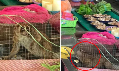 Protected Live Animals & Slaughtered Wildlife Found Being Sold by Traders in Sarawak - WORLD OF BUZZ