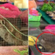 Protected Live Animals & Slaughtered Wildlife Found Being Sold by Traders in Sarawak - WORLD OF BUZZ