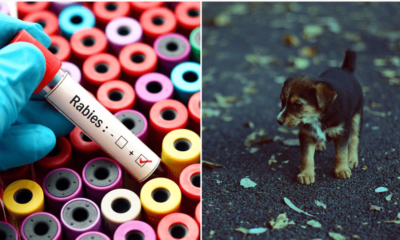 Woman Dies Of Rabies After Being Bitten By The Puppy She Rescued - WORLD OF BUZZ 3