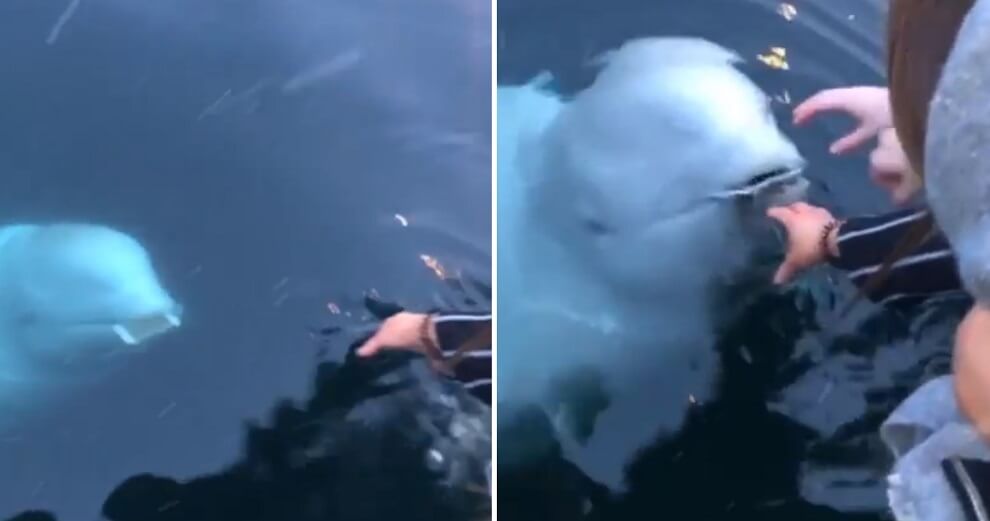 Woman Drops Her Phone in The Sea, But Adorable Whale Swims to Surface & Returns it to Her - WORLD OF BUZZ 2