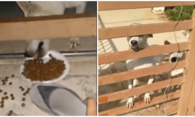 Woman in Puchong Cares For Abandoned Dogs Left Behind by Negligent Owners, Wins Netizens Hearts - WORLD OF BUZZ