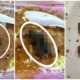 Woman Orders Rojak in KK, Finds Beheaded Rodent When Pouring Peanut Sauce - WORLD OF BUZZ 2