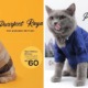 You Can Actually Get Cute Baju Raya For Your Cats Including Songkok at This Malaysian Shop! - WORLD OF BUZZ 8
