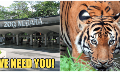 Zoo Negara: We Desperately Need More Visitors And Sponsors For The Animals - WORLD OF BUZZ