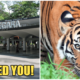 Zoo Negara: We Desperately Need More Visitors And Sponsors For The Animals - WORLD OF BUZZ