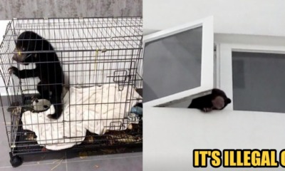 27yo Singer Arrested for Smuggling Baby Sun Bear into Condominium - WORLD OF BUZZ