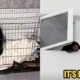27yo Singer Arrested for Smuggling Baby Sun Bear into Condominium - WORLD OF BUZZ