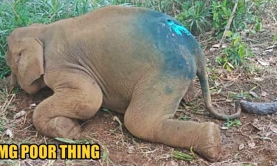 A Baby Pygmy Elephant Found with Maggots-Infested Wound, Currently Under Care - WORLD OF BUZZ