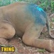 A Baby Pygmy Elephant Found with Maggots-Infested Wound, Currently Under Care - WORLD OF BUZZ