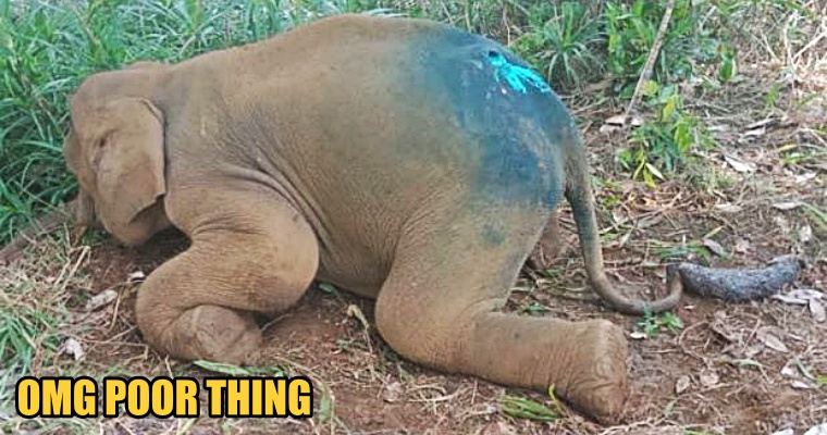 A Baby Pygmy Elephant Found with Maggots-Infested Wound, Currently Under Care - WORLD OF BUZZ
