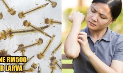 aedes - WORLD OF BUZZ 3