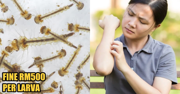 aedes - WORLD OF BUZZ 3