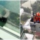 Brave Bomba Risk Their Lives to Save Poor Cat Stuck On Top of Building, and They Did It! - WORLD OF BUZZ