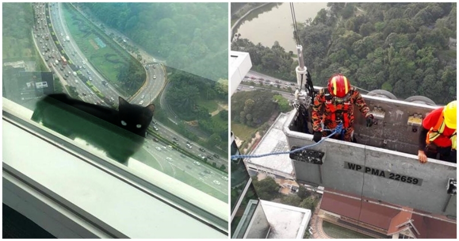 Brave Bomba Risk Their Lives to Save Poor Cat Stuck On Top of Building, and They Did It! - WORLD OF BUZZ
