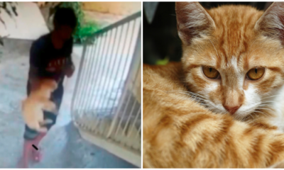 Cat Hung In Wangsa Maju - WORLD OF BUZZ