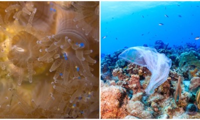 Coral Reefs Are Consuming Our Plastic, And It Is Killing Them! - WORLD OF BUZZ 1