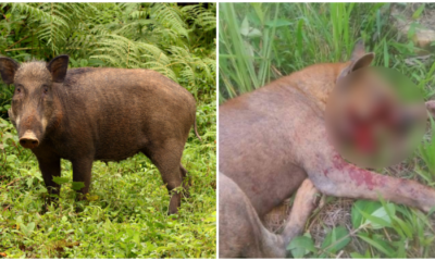 Cruel Wild Boar Bombing Activities Resulted In The Death Of Three Dogs, Injuring People & Damaging Cars For Years - WORLD OF BUZZ