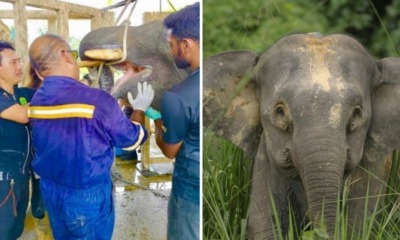 Endangered Elephant in Sabah Put Out of Misery After It Failed to Heal From Jaw Injury Likely Caused by Vehicle - WORLD OF BUZZ 2