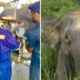 Endangered Elephant in Sabah Put Out of Misery After It Failed to Heal From Jaw Injury Likely Caused by Vehicle - WORLD OF BUZZ 2