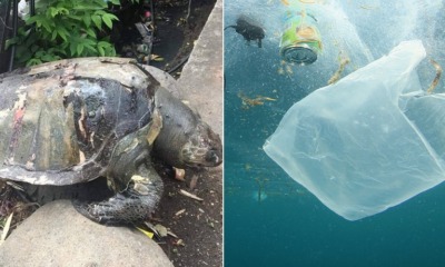 Dead Turtle - WORLD OF BUZZ