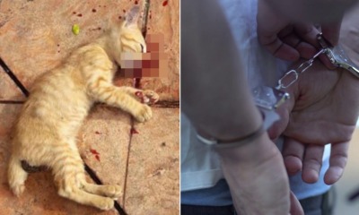 Lady Went Viral For Allegedly Killing Kitten in Melaka, Police Now Hunting Her Down - WORLD OF BUZZ