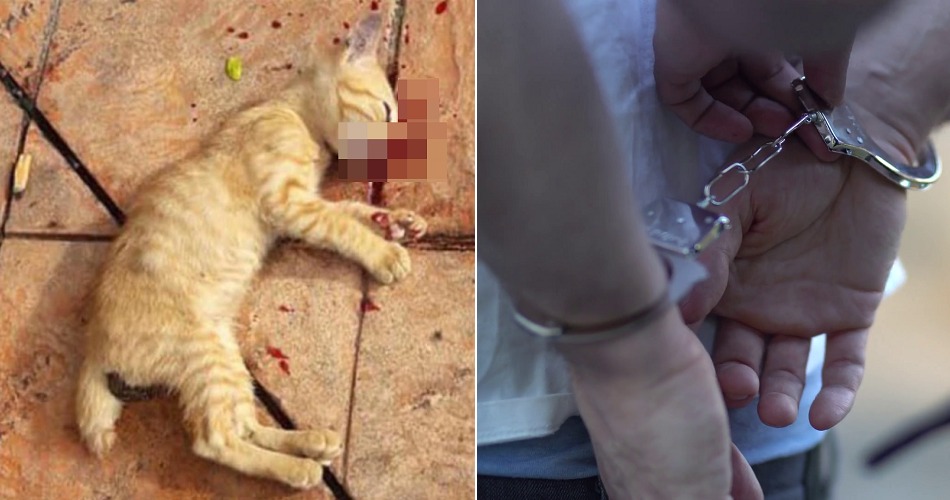 Lady Went Viral For Allegedly Killing Kitten in Melaka, Police Now Hunting Her Down - WORLD OF BUZZ