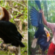 Man Who Proudly Killed Endangered Hornbill Will Be Sentenced Up To 5 Years In Jail - WORLD OF BUZZ 3