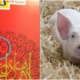 Netizen Sees Pig Design On 'Duit Raya' Packet Given by Melaka Gov't - WORLD OF BUZZ