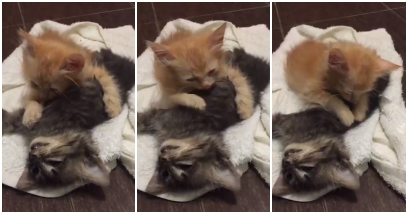 Oren The Kitten Grieves On Brother's Deathbed, Devastate Netizens - WORLD OF BUZZ