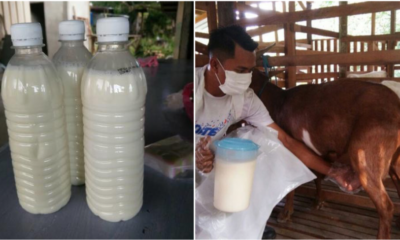 Selangor Health Dept: Do Not Drink Raw Milk Which Can Carry Harmful Bacteria - WORLD OF BUZZ 3