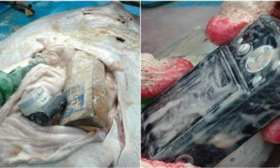 Stingray Found Dead With Stomach Containing A Book, A Camera And A Bottle. - WORLD OF BUZZ 6
