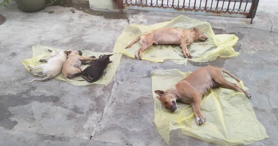 Two Dogs & Three Puppies Found Foaming at the Mouth in Ipoh, Suspected to Be Poisoned to Death - WORLD OF BUZZ 2
