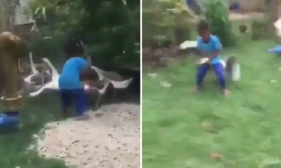Video of Brave Little Boy Having a Smack Down with Fierce Goose Goes Viral, Netizens Amused - WORLD OF BUZZ 1