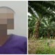 53yo Father Lures 16yo Daughter into Sabah Oil Palm Plantation To Rape Her - WORLD OF BUZZ 2