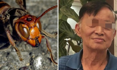 66yo Retiree Killed by Hornets When Picking Rambutans and Durians - WORLD OF BUZZ 1