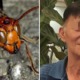 66yo Retiree Killed by Hornets When Picking Rambutans and Durians - WORLD OF BUZZ 1