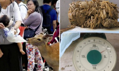 9 Deer From Japan's Famous Deer Park Have Died Due to Eating Plastic Bags From Tourists - WORLD OF BUZZ
