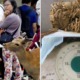 9 Deer From Japan's Famous Deer Park Have Died Due to Eating Plastic Bags From Tourists - WORLD OF BUZZ