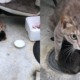 A Mother Cat Was Seen to be Protecting Her Kittens With Her Body from The Heavy Rain - WORLD OF BUZZ