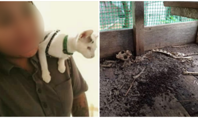 Abandoned Cat Shelter In Sabah Filled With Dead Cats, Owner Kept Donations For Herself - WORLD OF BUZZ