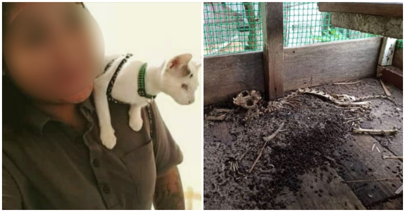 Abandoned Cat Shelter In Sabah Filled With Dead Cats, Owner Kept Donations For Herself - WORLD OF BUZZ